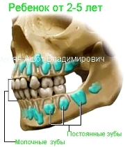 челюсти ребёнка